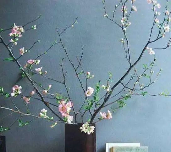 三月花事Vol.2|那些属于女神们的花