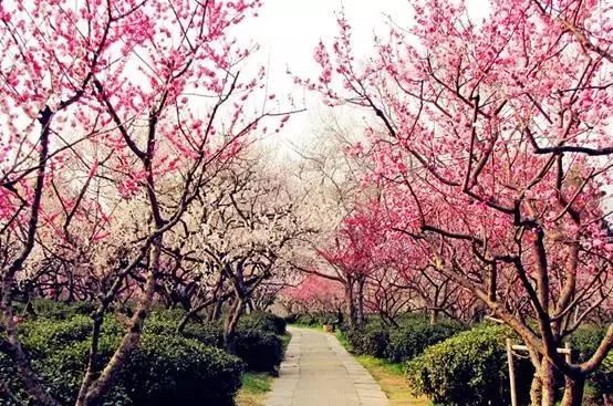 南京文化之美,汤山温泉与梅花山的对比