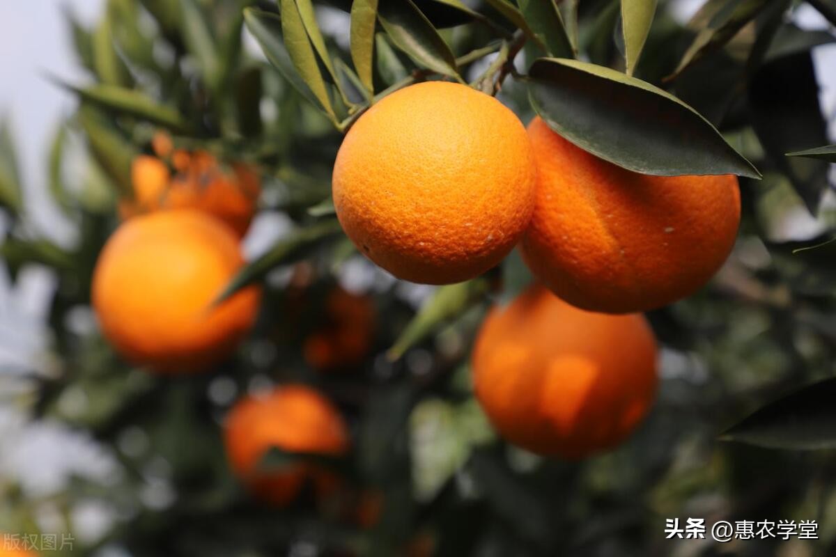 冰糖橙苗的种植方法,冰糖橙的种植方法和技术