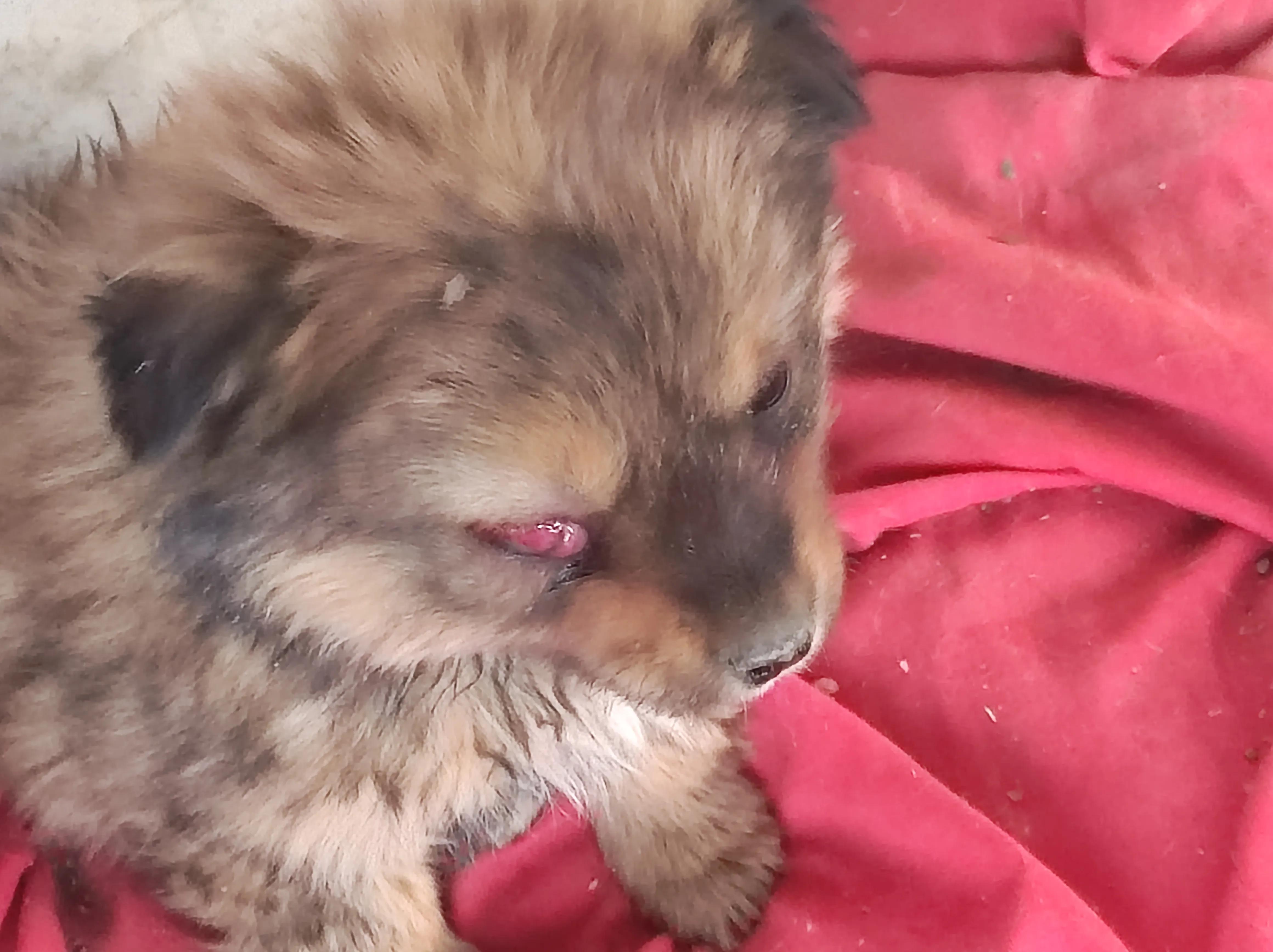 鹅咬伤小狗,狗被鹅咬死