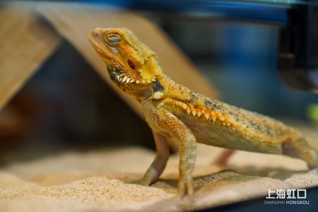 狗道宠物上海嘉定店,狗道宠物百联南方店