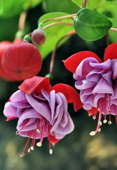 美丽的花倒挂金钟,美丽的倒挂金钟花图片