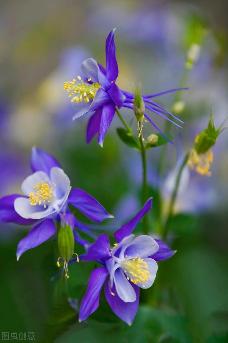 一花一深爱，花海美蓝天，花艳醉*光春**，花笑荡柔情，人间如仙境