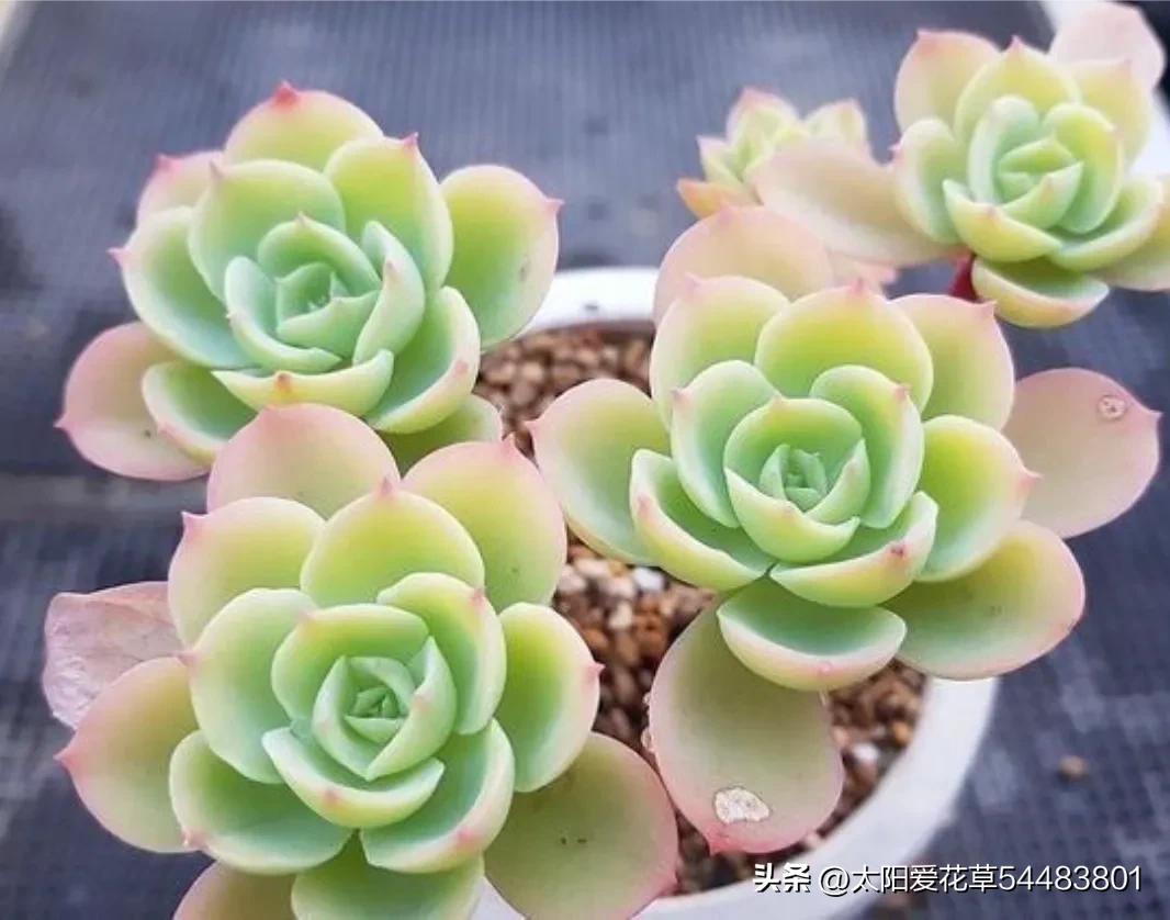 再买多肉，一定坚持5不选，不是误导，是过来人的经验教训