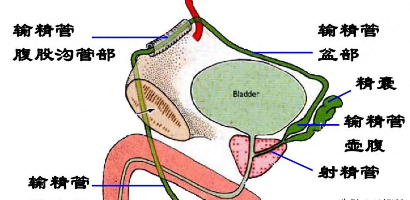 发现精子的科学家,科学家精子运动违背牛顿第三定律