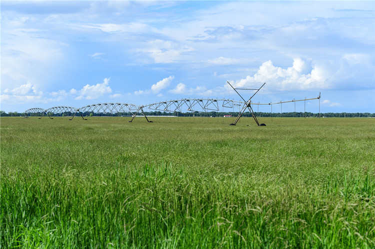 羊草的多种用途,内蒙古羊草是什么东西