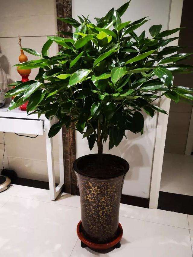 十种最吉利的镇宅绿植盆栽,阳台旺宅的大盆栽花