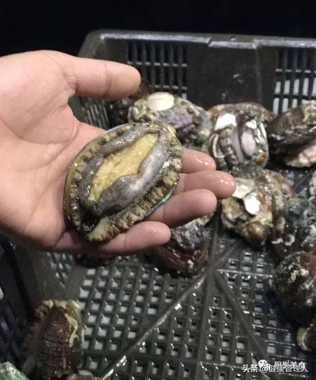 世界顶级海鲜食材,世界顶级的海鲜视频