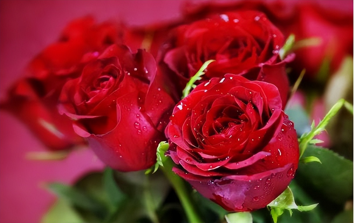 适合冬季喝的12种花茶功效,花茶黑茶绿茶红茶哪种解春困