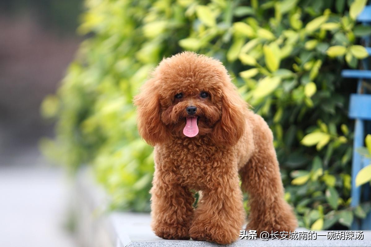 世界名犬排名前100图巴哥犬,世界名犬约克夏价格
