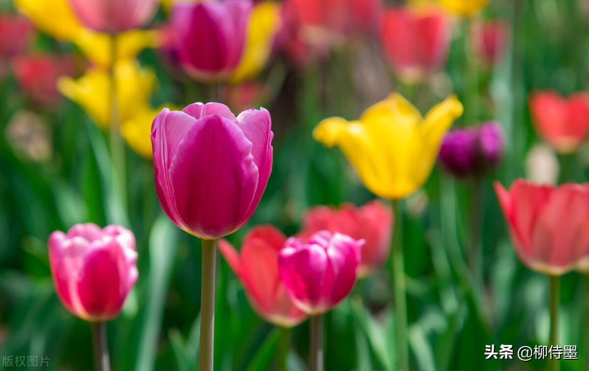 如何拍郁金香才有意境,郁金香拍照姿势怎么拍好看