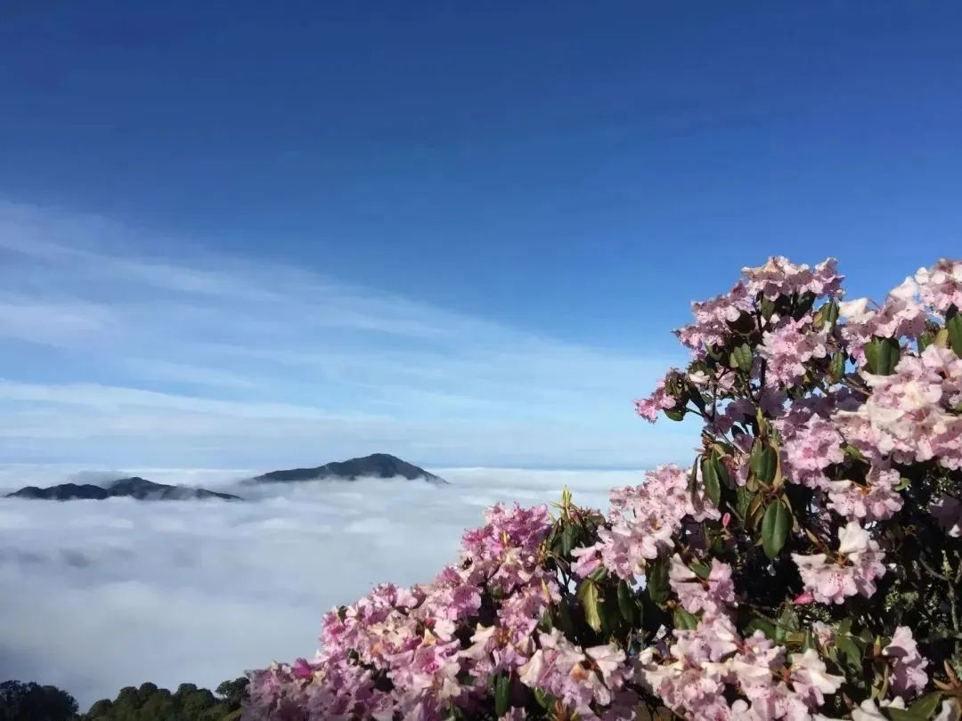 【轿子山文化旅游节】云南·禄劝2023年轿子山文化旅游节最全攻略来啦（图文版）！