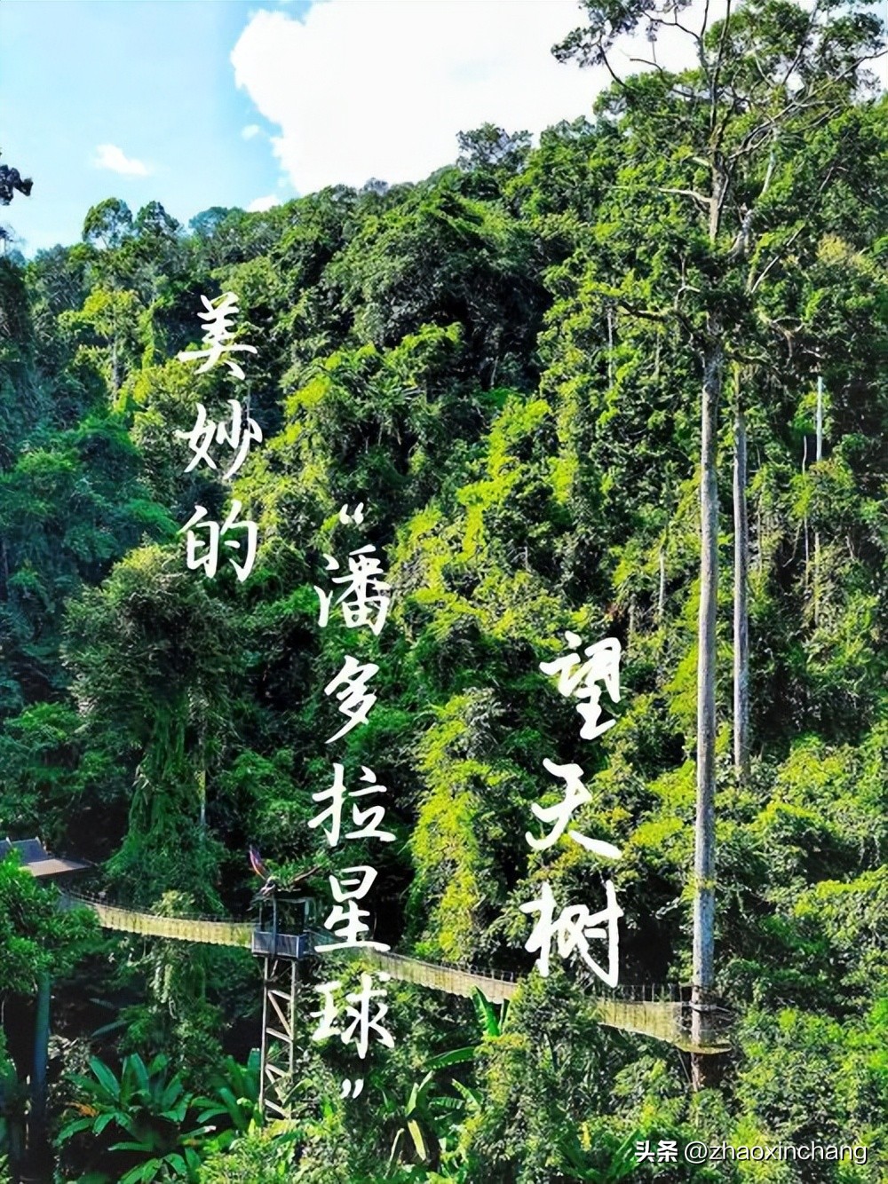 神奇物种的视频,神奇物种绿孔雀