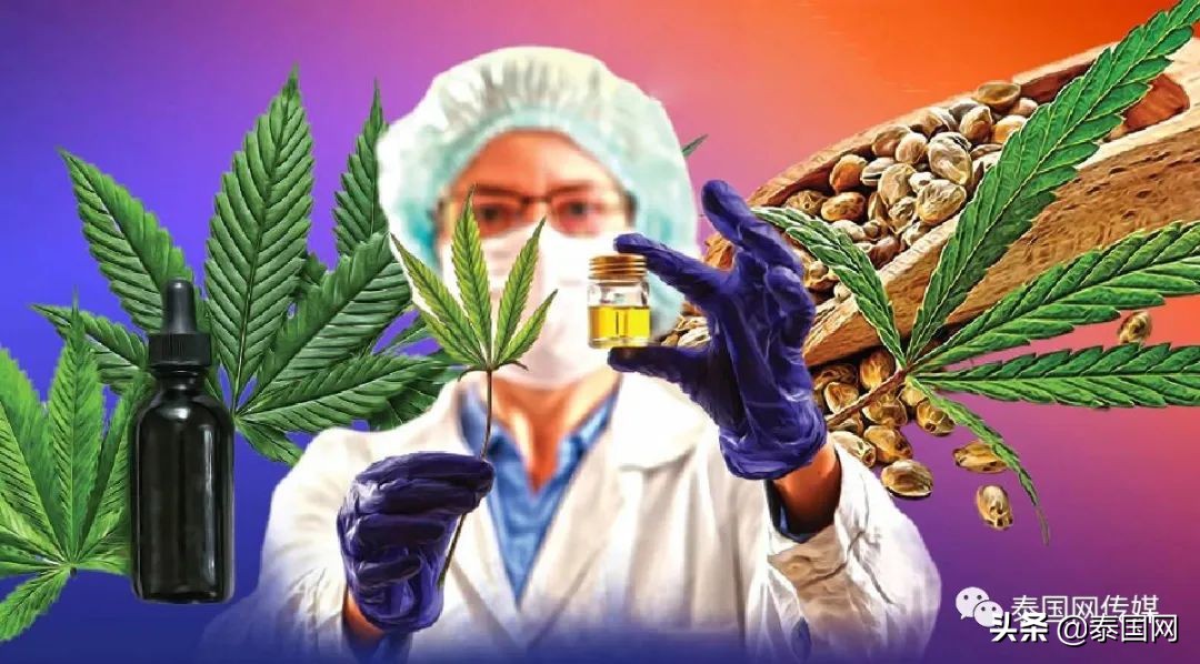 挥刀“自宫”?泰国男子吸食*麻大**过量后疯狂自残,合法化仍在失控