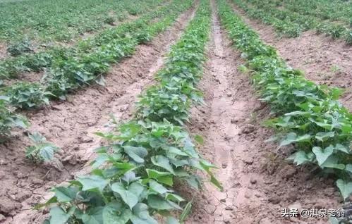 种红薯高产施肥技术,红薯育苗出苗后怎么施肥