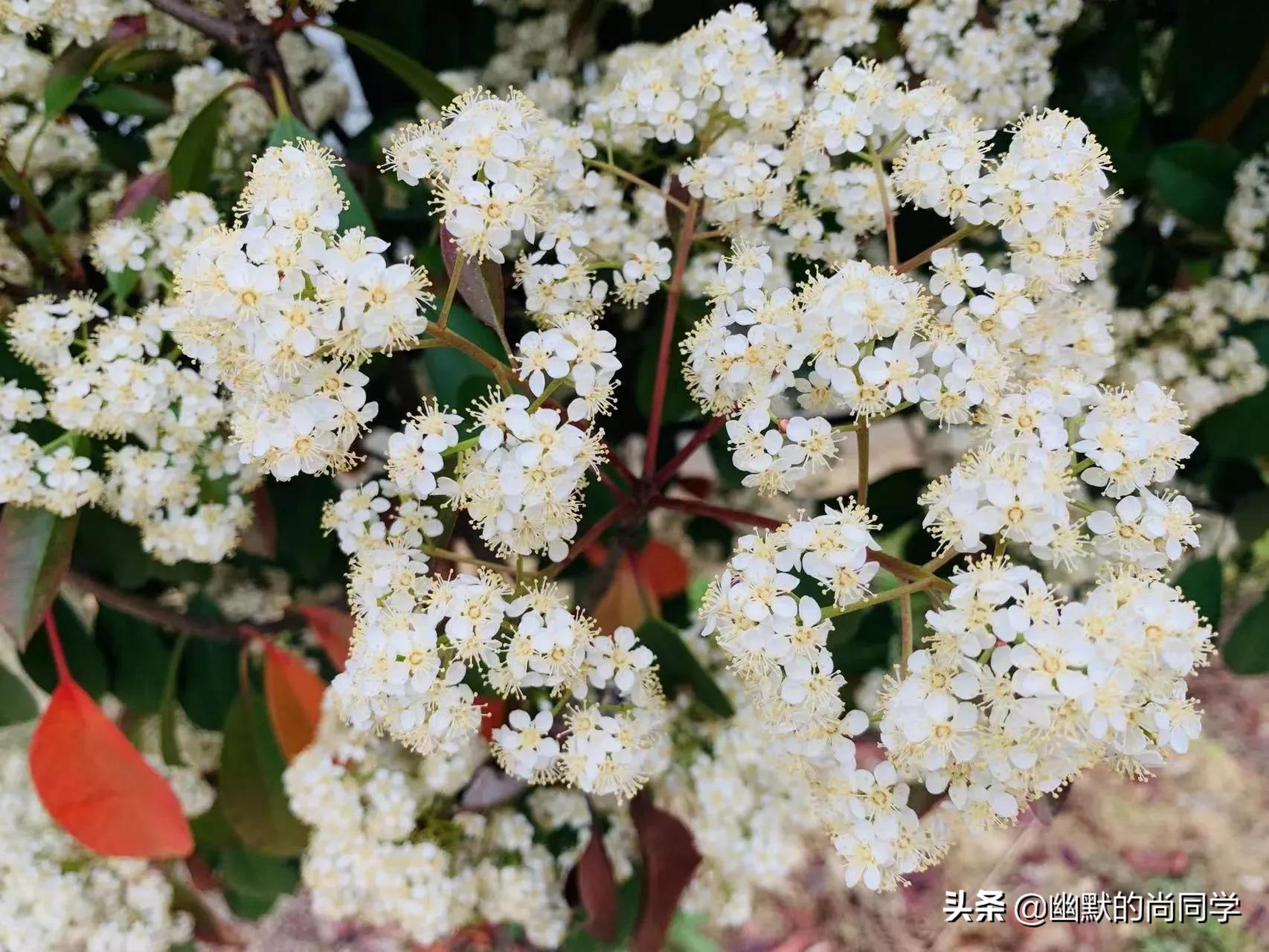 什么叫石楠花,石楠花为什么是石灰味儿