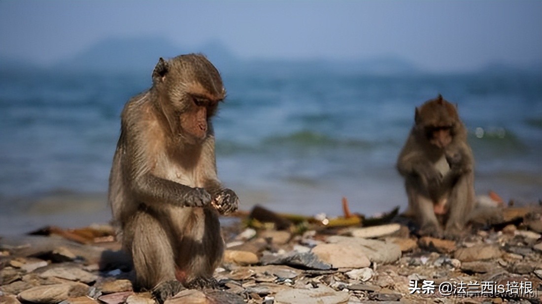 多家药企疯狂囤猴,多家龙头药企疯狂囤猴blog