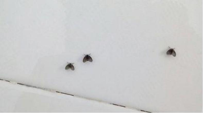 洗手间有小飞虫怎么办没有地漏,卫生间墙上有很多小飞虫怎么办