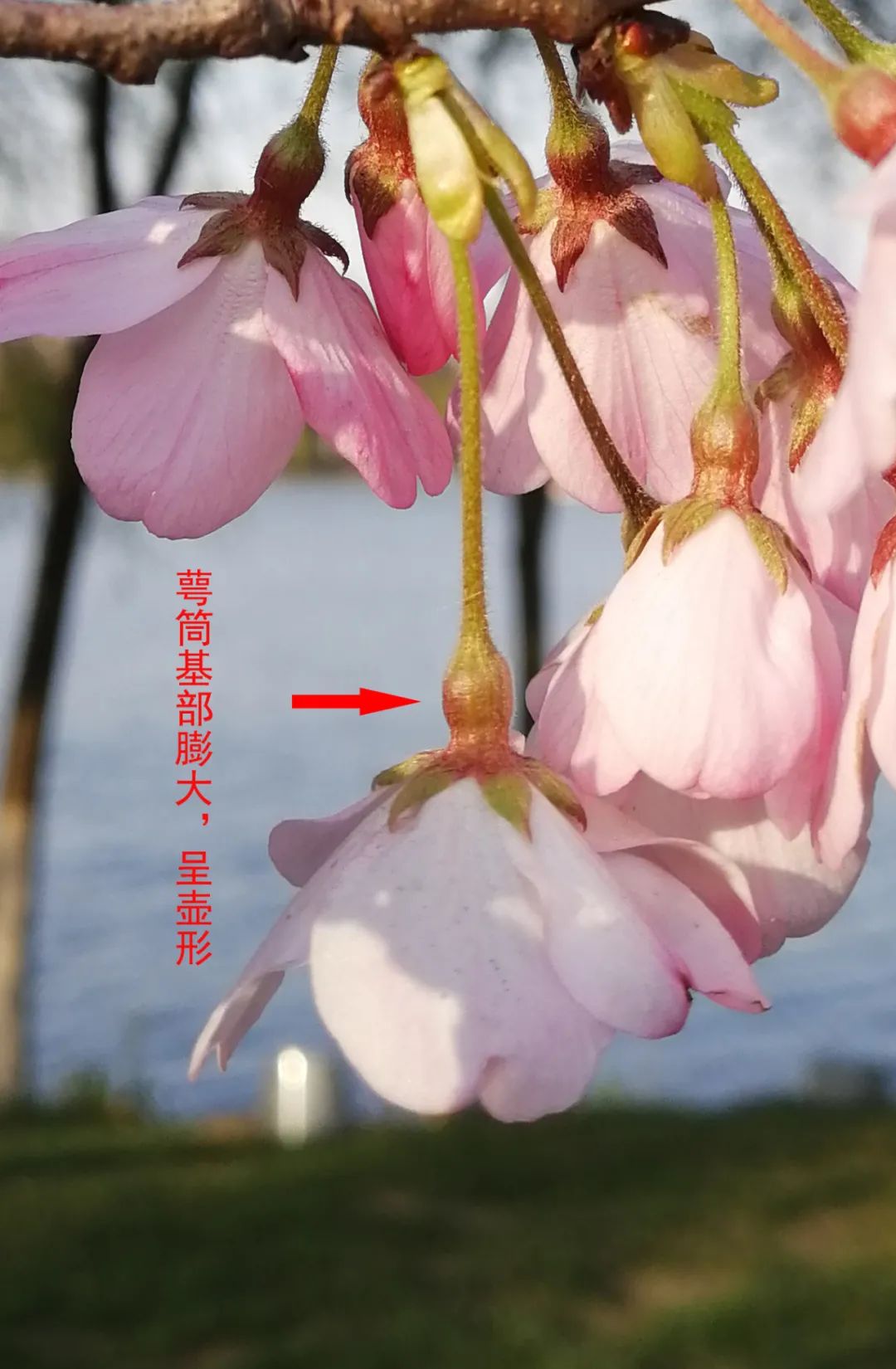 染井吉野樱花是什么樱花,大岛樱花和染井吉野樱的区别