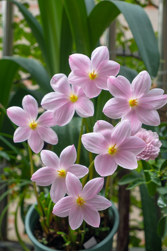花期长好看耐寒耐高温的花好养,花期长耐热耐寒又好养的花