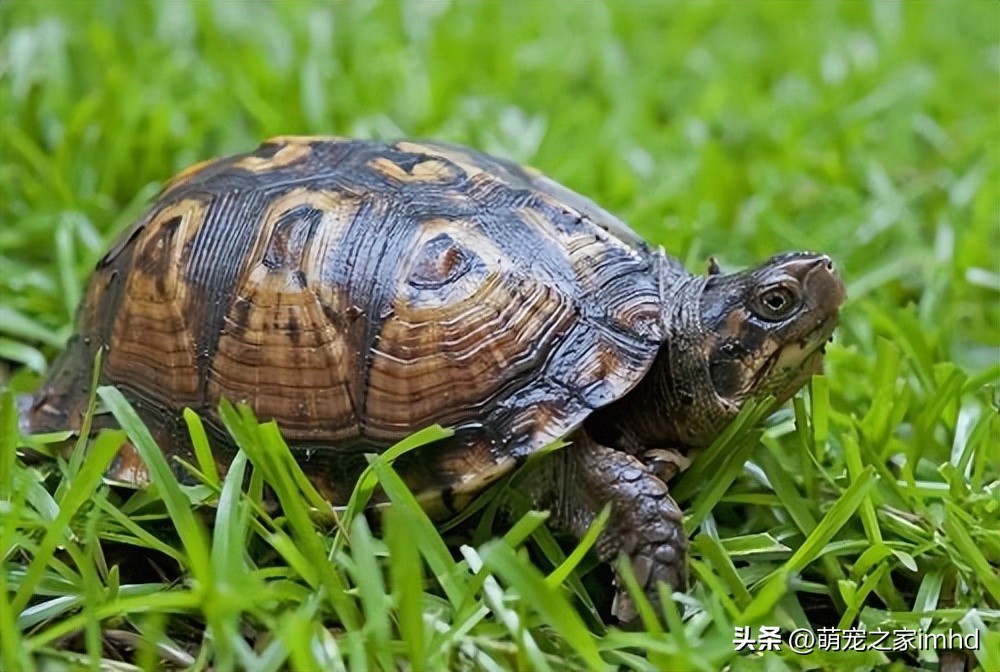 乌龟冬眠注意事项,乌龟养单还是双