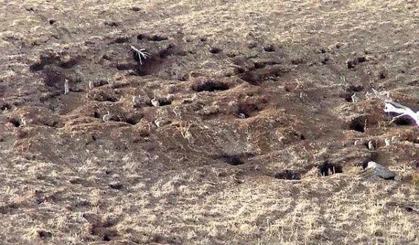 澳洲兔灾解决了吗,澳大利亚兔子危机怎么解决了