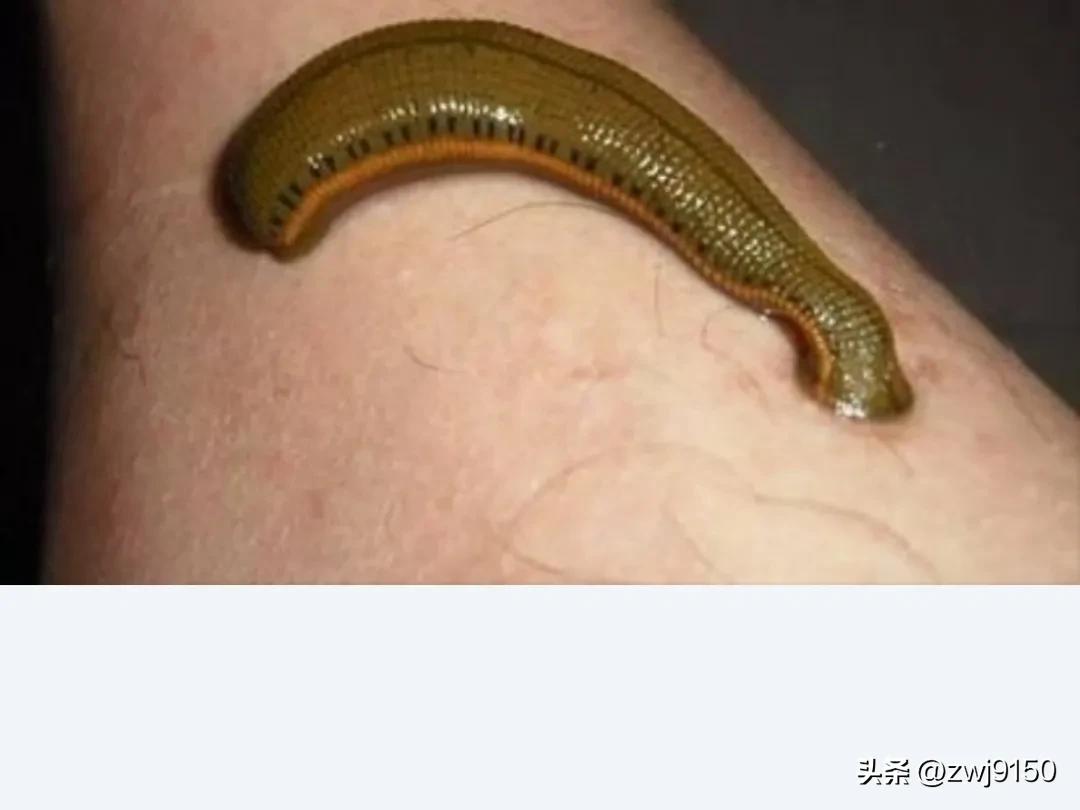 水蛭也叫蚂蝗它的学名叫什么,水蛭蚂蝗有什么药用价值