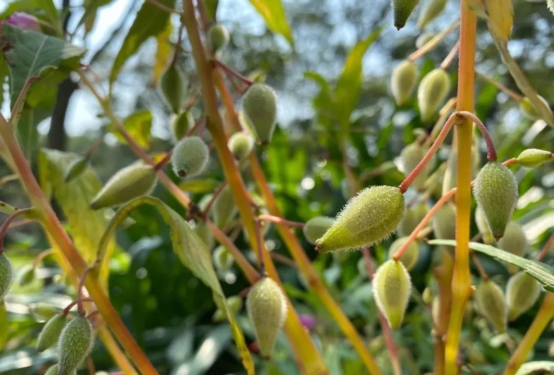 指甲花的图片和特征,干净耐看短指甲花