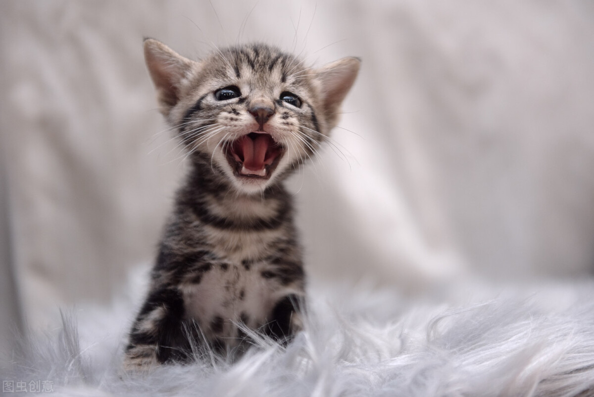 你知道最受欢迎的猫品种是什么吗,最完美的猫你知道是什么品种吗