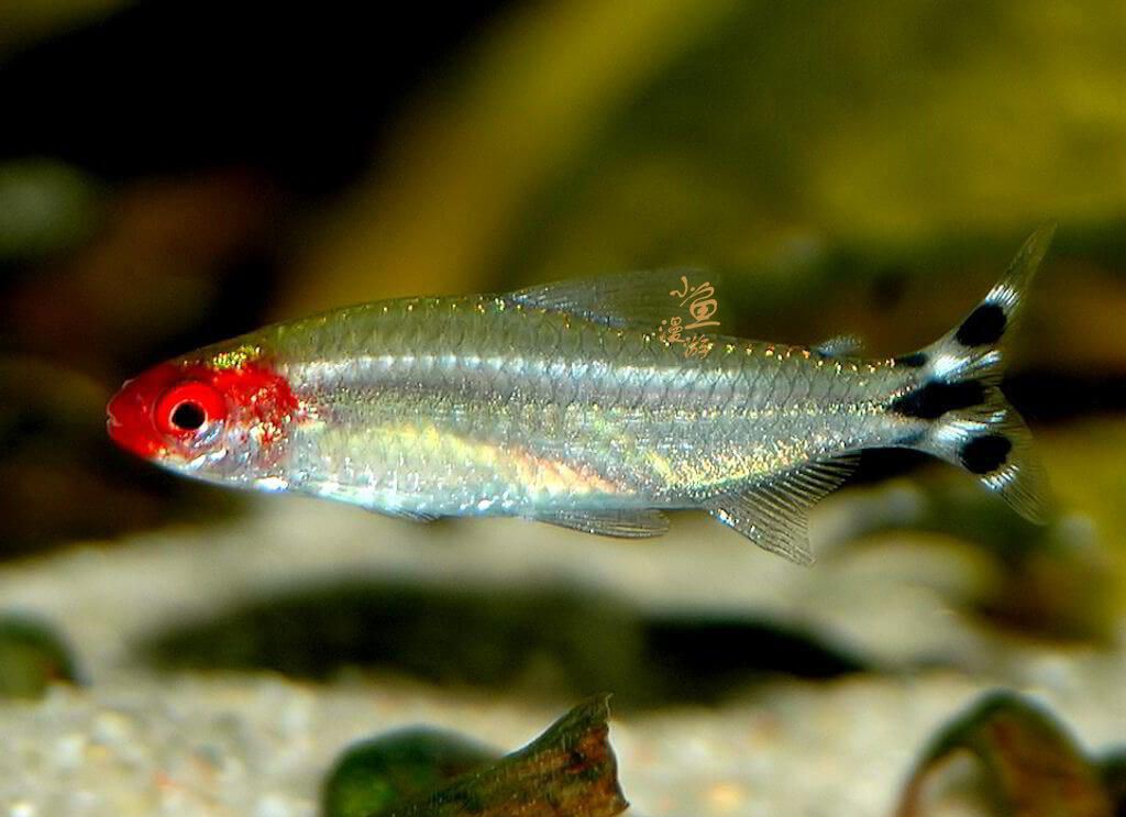 红鼻剪刀鱼容易养活吗,红鼻剪刀鱼越养越少