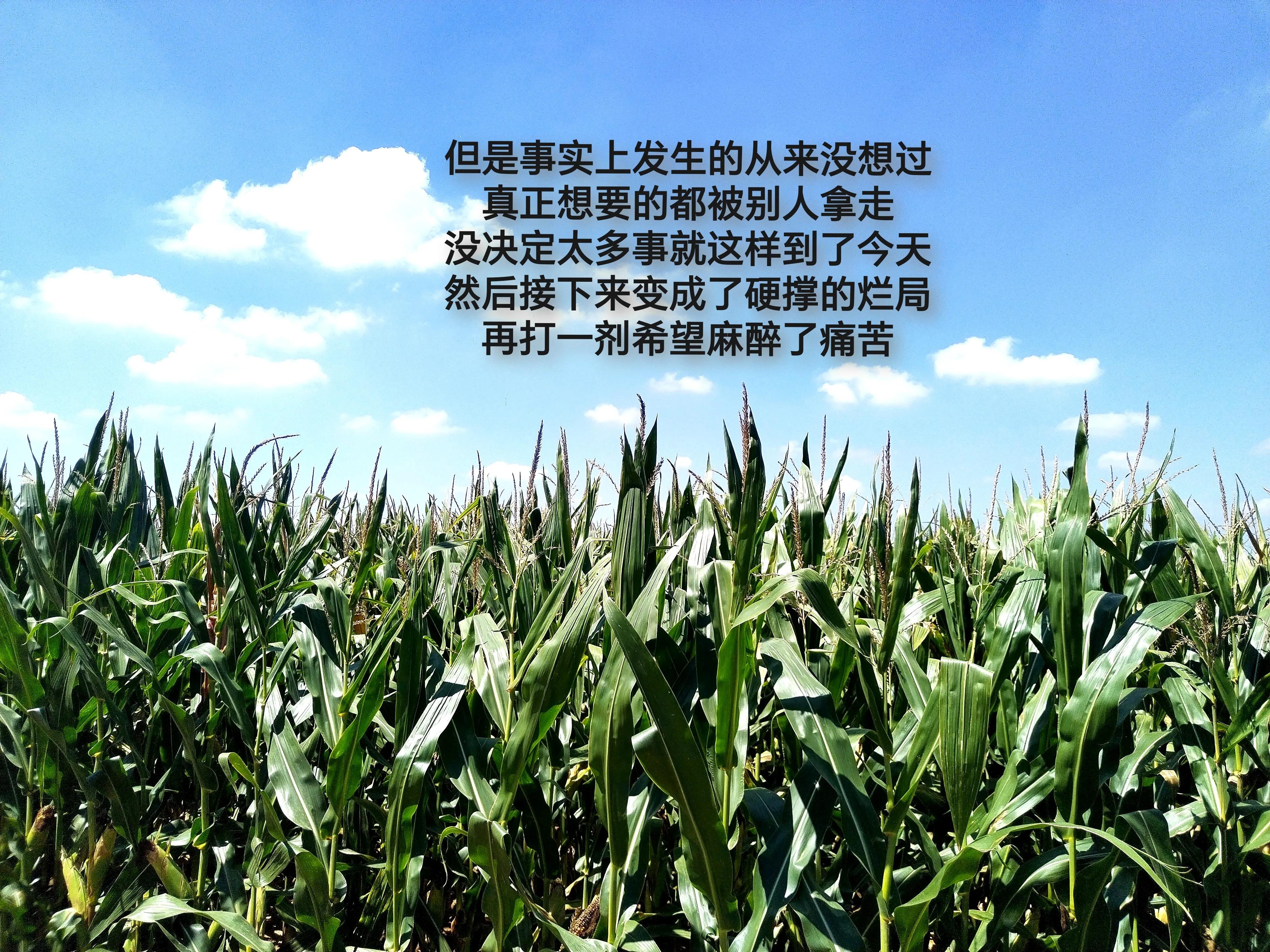 这半推半就的人生怎么过,我们半推半就的人生怎么过啊