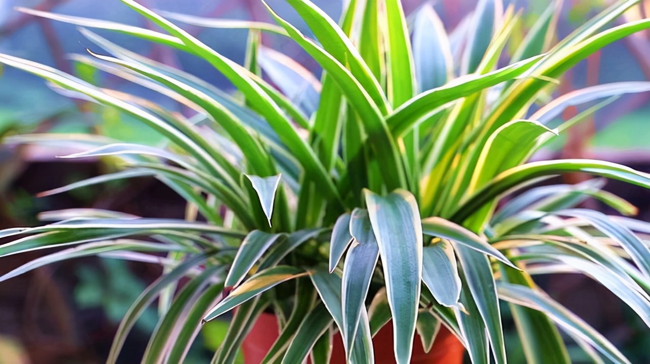 十种花不宜在室内养,这4种花最好别养在室内