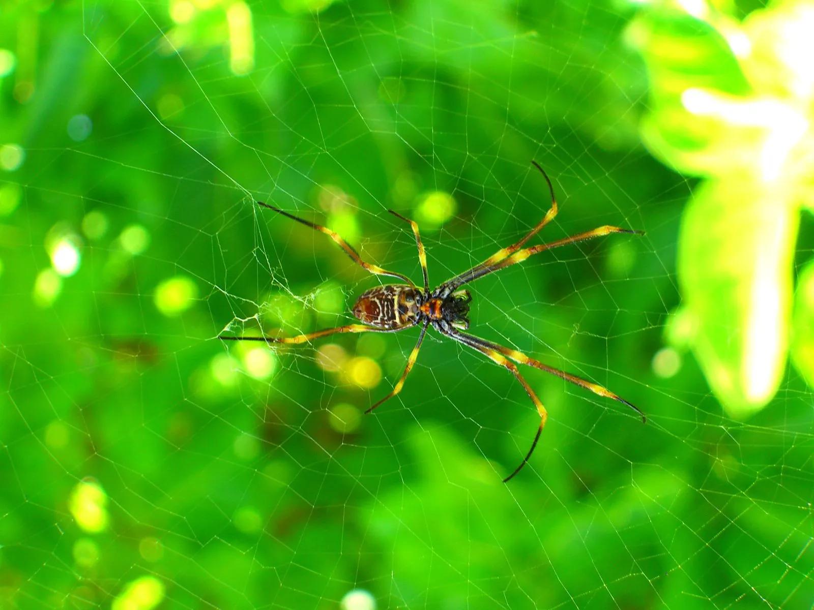 蜘蛛网是如何形成的它们从何而来,蜘蛛网属于什么材质