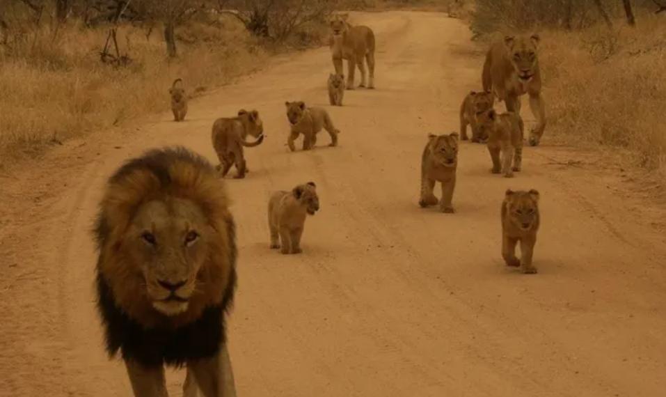 人类禁止*亲近**繁殖，为何要让狗“回交”？甚至品种越纯越好？