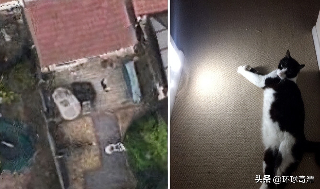 自然界中的庞然大物,自然界奇形怪状的东西