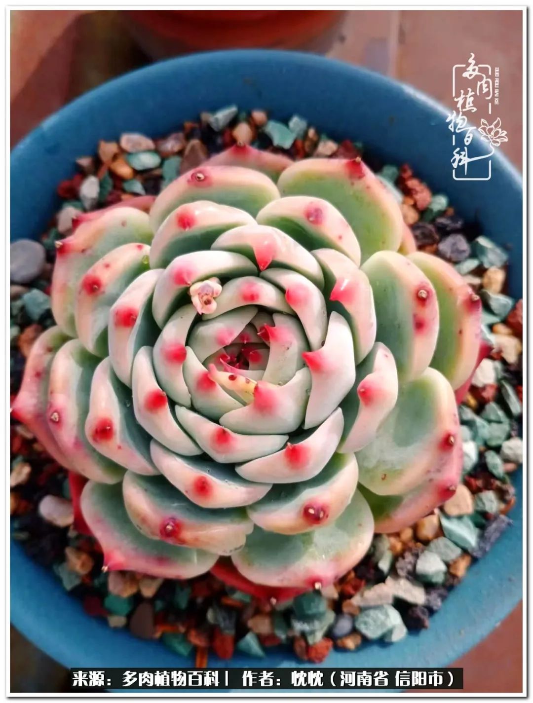 携一人白首择一城终老心之向往,携一人之手择一城终老图片