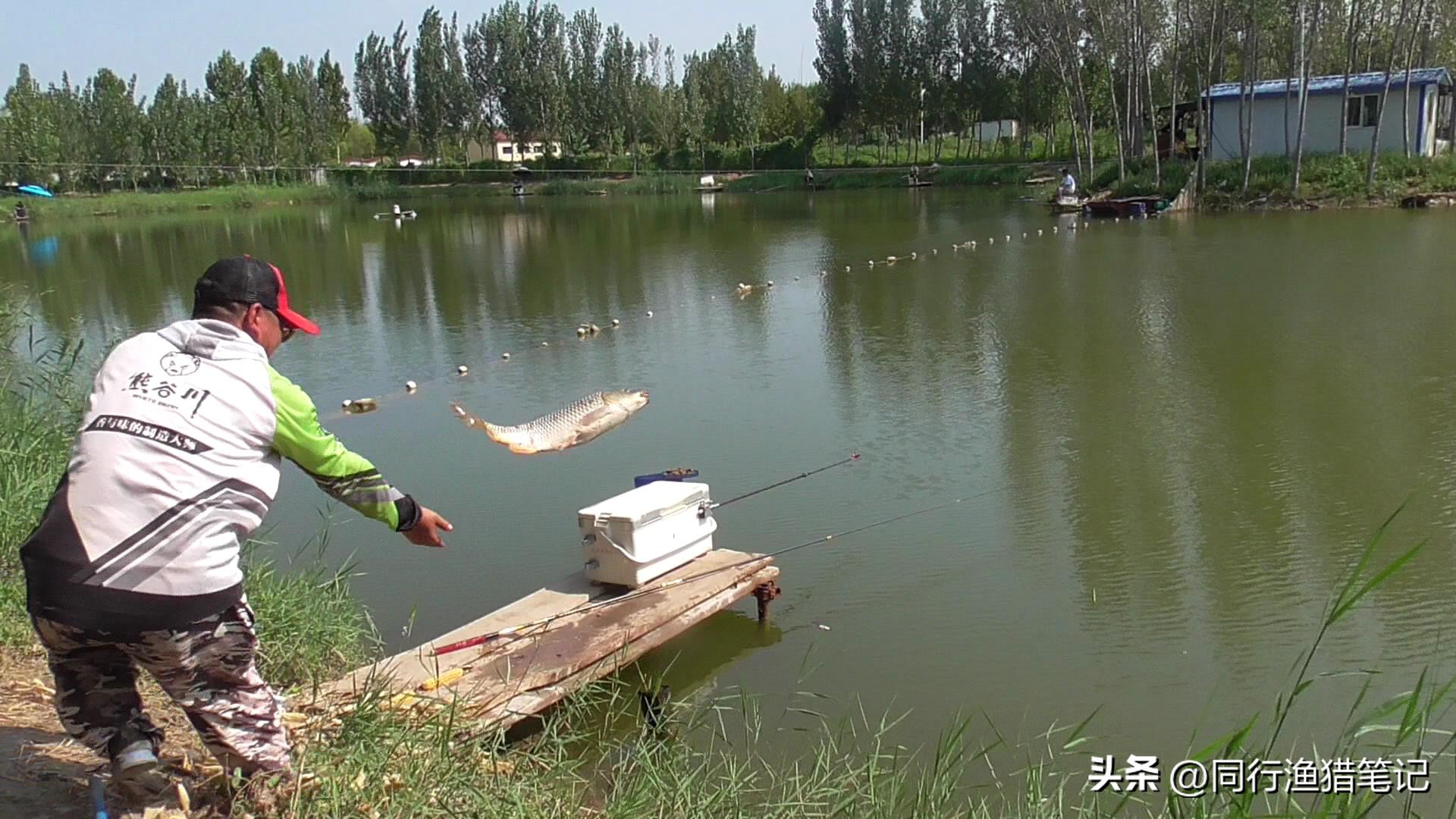 野钓3-5斤鲤鱼用什么竿子,4.5米鱼竿钓黑坑3.4斤鲤鱼推荐
