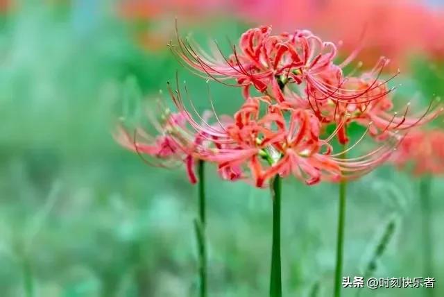 抗战时期国际对中国的援助的影响,抗日战争巴基斯坦援助中国纪录片