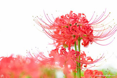 世界十大悲伤全部花语,花语代表悲伤的花有哪些