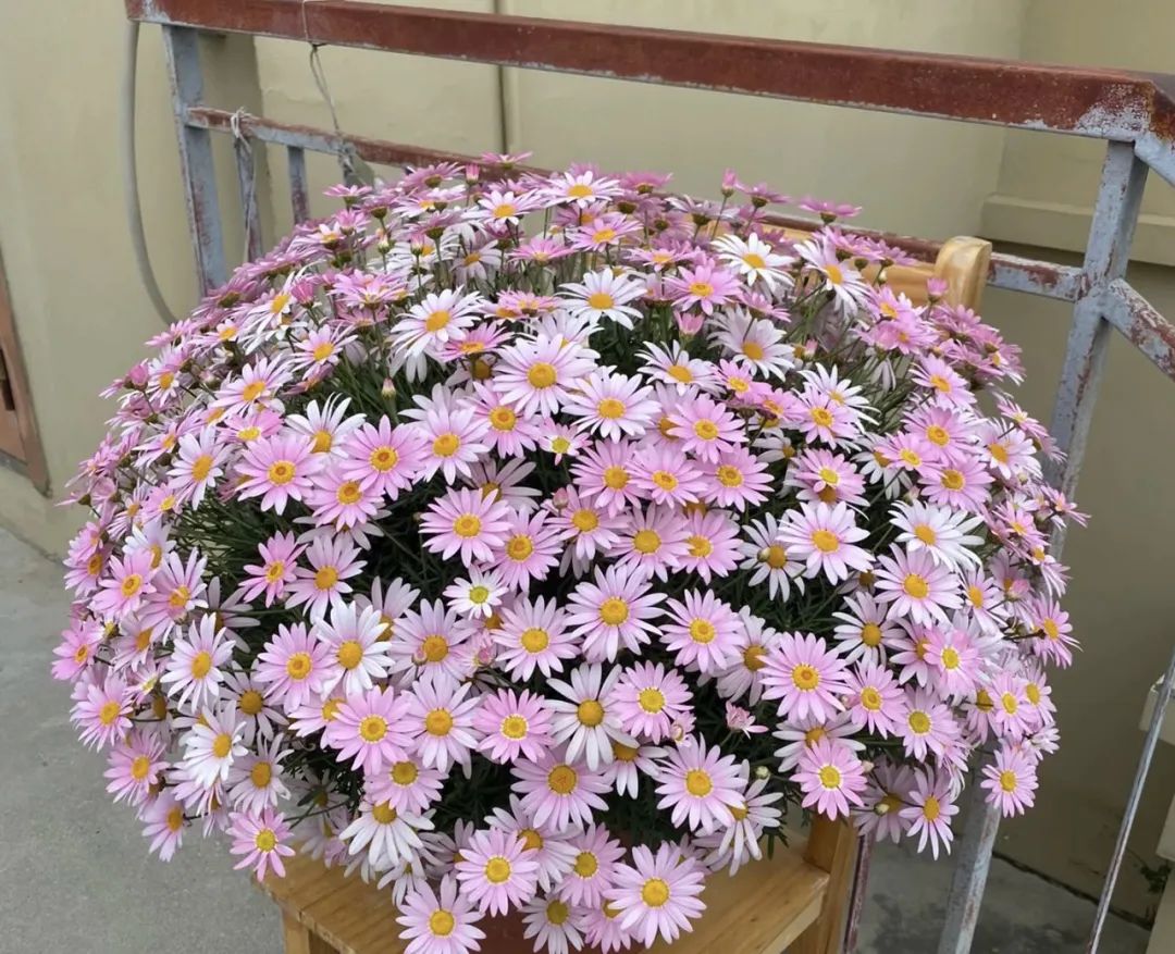 4个养花小窍门花越养越漂亮,懒人养花就选这10种花期长达8个月