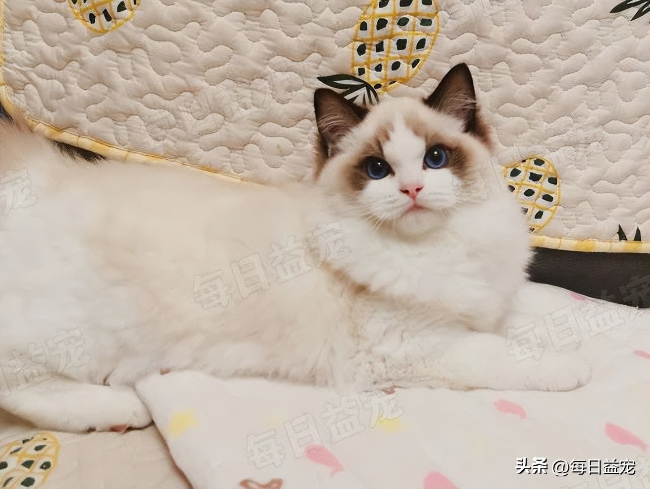 花500元从网上买的猫,6000元的纯种布偶猫