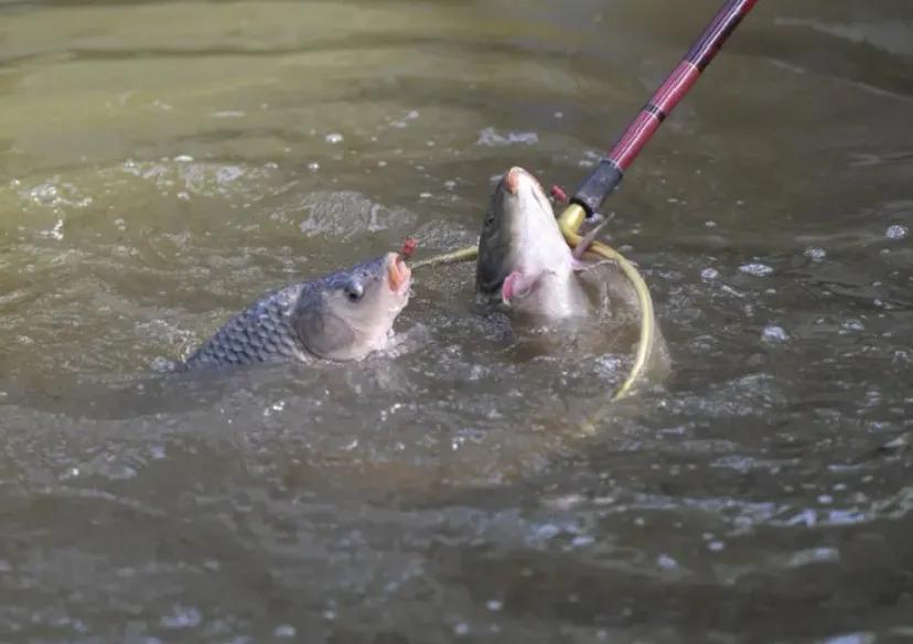 野钓鲫鱼长胜将军是咋作钓的？为啥总是多钓鱼？