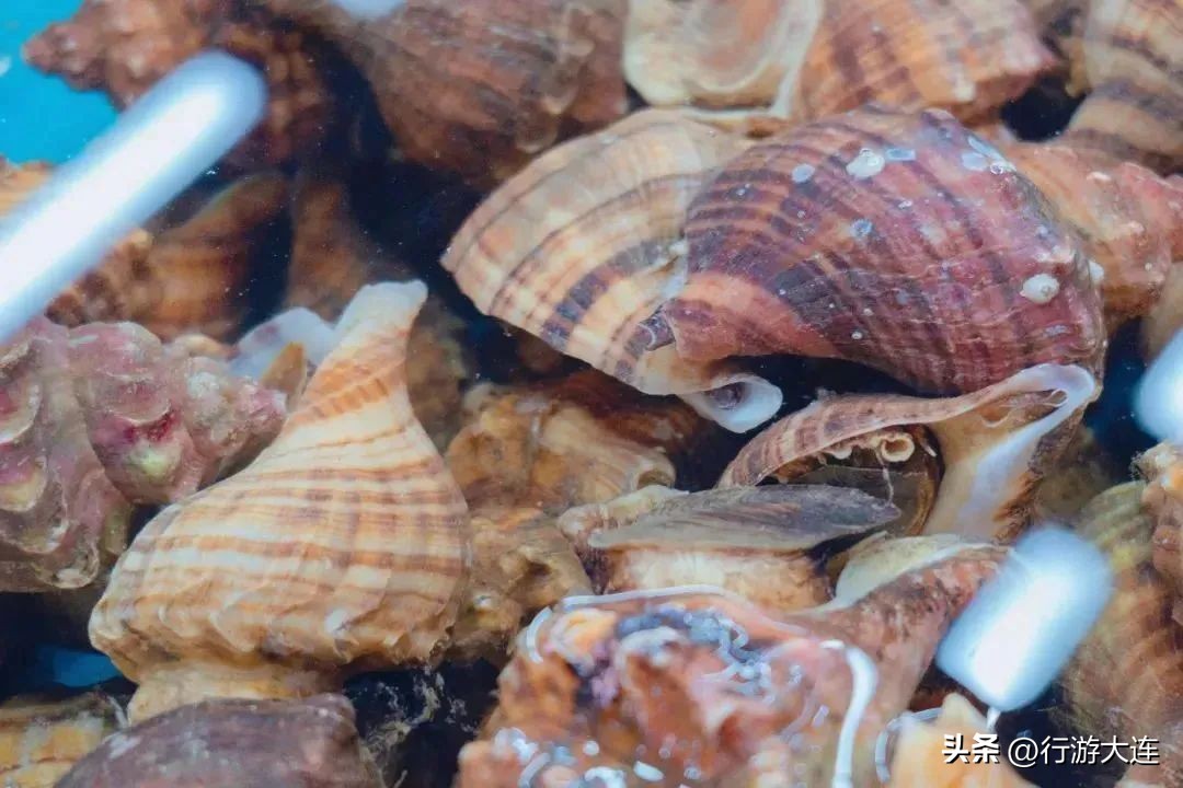 大连适合夏天去的岛屿,完美的夏天海岛之旅