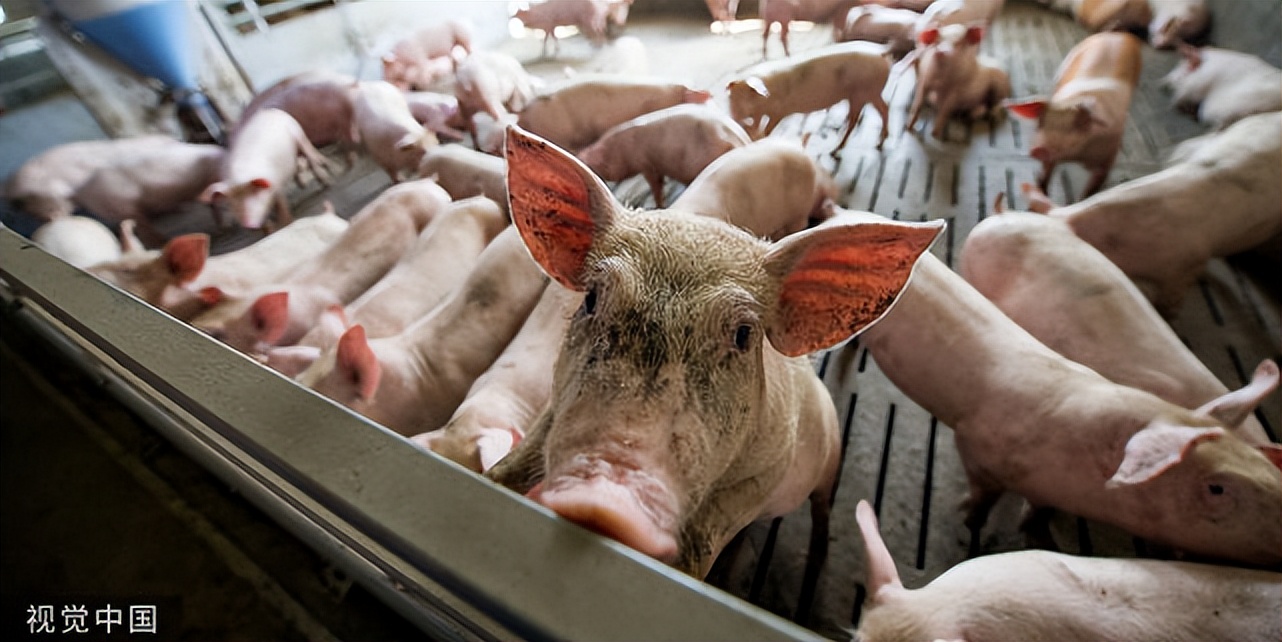 母猪呕吐不食用啥药治,母猪临产不吃食反吐怎么办