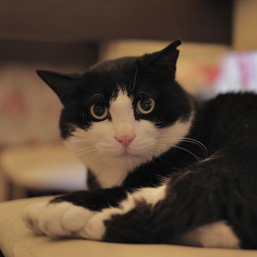 最不建议养的10种猫,最不建议养的5种猫