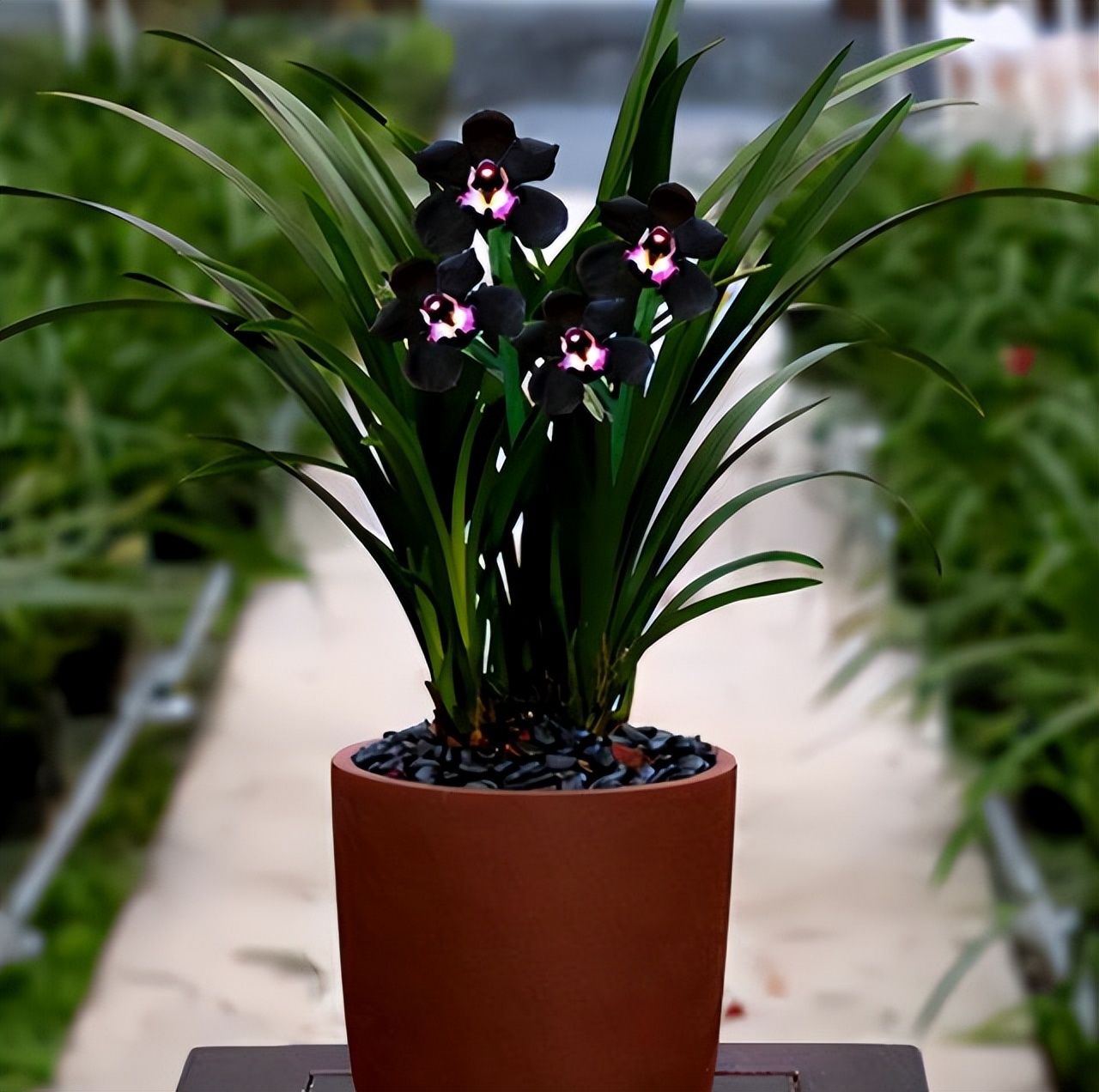 十种最值得买的兰花,什么样的兰花最好最有欣赏价值