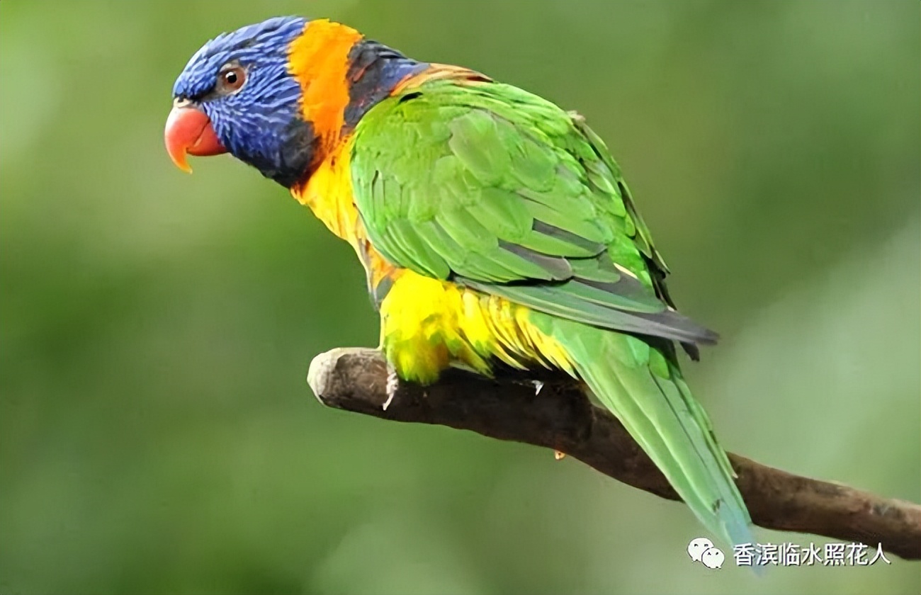 五年级我的心爱之物讲解,五年级我的心爱之物课文写玩具熊