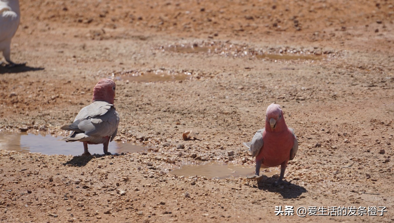 一路向北全程1980公里,西澳自驾游最佳路线图