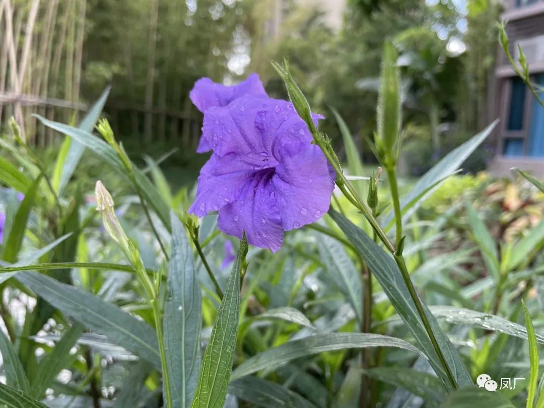 容桂东部：凤凰湾入秋了（多图）