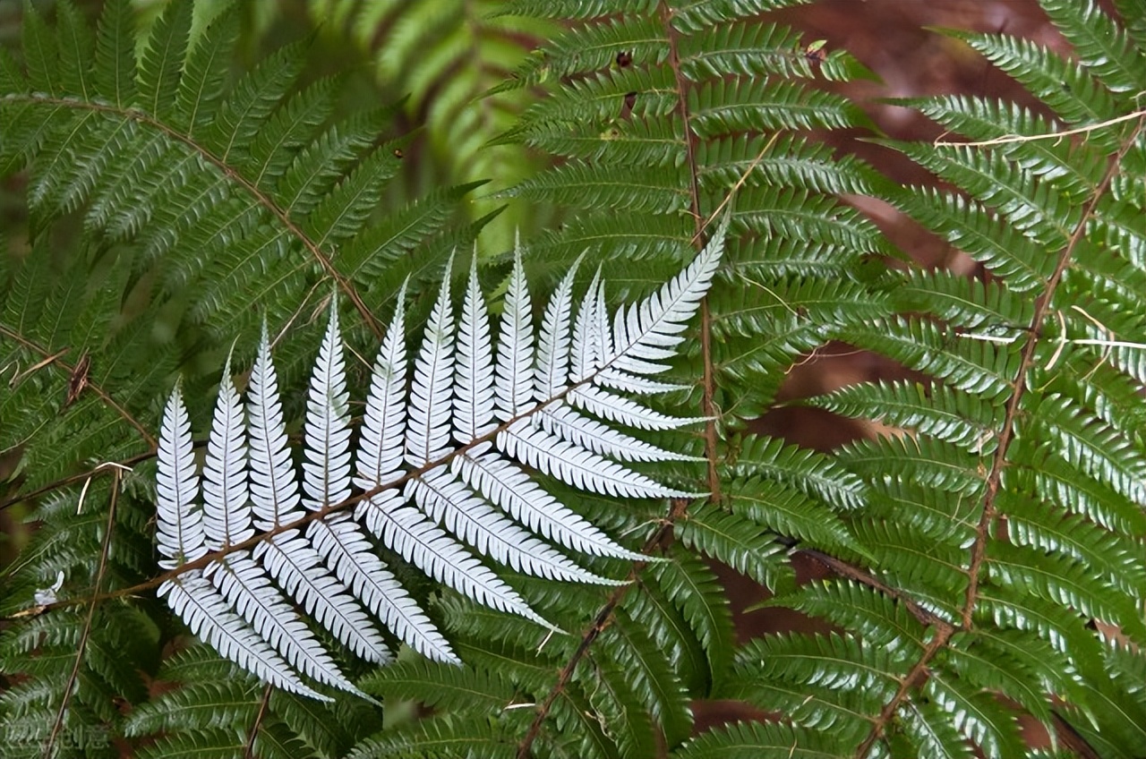 新西兰地理知识普及,新西兰的国内旅游知识